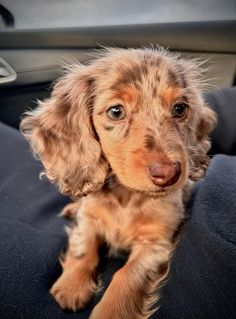 a small brown dog sitting on top of a car seat