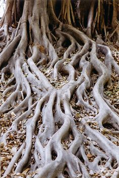 the tree roots are very large and twisted