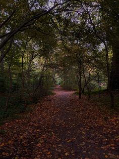 a dirt road surrounded by trees and leaves