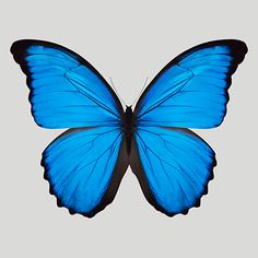 a blue butterfly with black wings is shown in a white frame on a gray background