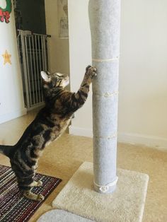 a cat standing on its hind legs trying to reach a scratching post