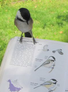 a bird sitting on top of an open book in front of a grass field and trees