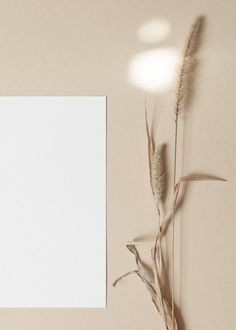 an empty white paper next to dried plants on a beige background with light coming from behind it