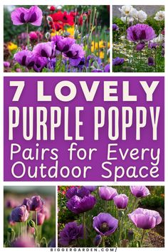 Transform your garden into a purple poppy paradise with these 7 flower arrangement ideas. Incorporate exotic flowers, purple poppies, and all things purple while capturing the beauty of flower art painting, poppy flowers, and flower photos.