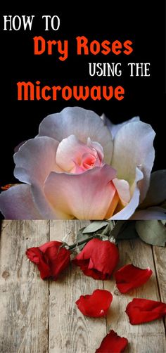 how to dry roses using the microwave technique with text overlay that reads, how to dry roses using the microwave technique