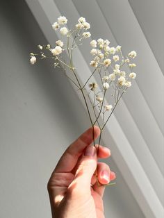 a person is holding some white flowers in their hand