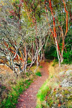 a path in the woods with trees and grass on both sides, surrounded by foliage