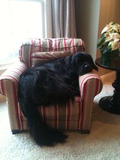 a large black dog laying on top of a chair in a living room next to a table