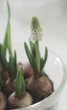 small white flowers in a glass bowl on a table