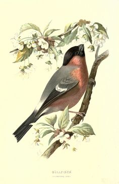 a bird sitting on top of a tree branch next to leaves and flowers in color