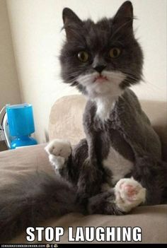 a gray and white cat sitting on top of a couch next to a blue cup