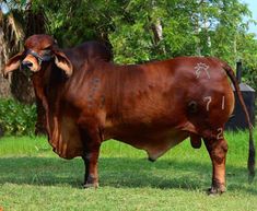 a brown cow standing on top of a lush green field next to a man holding a stick