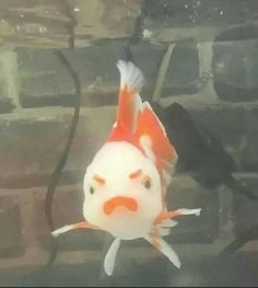 an orange and white fish in water next to brick wall