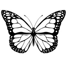 a black and white butterfly on a white background