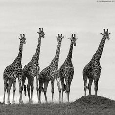 a group of giraffes standing next to each other on top of a hill