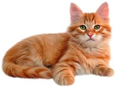 an orange cat with green eyes laying down