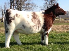 a brown and white cow standing on top of a lush green field