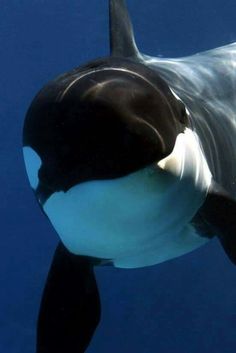 an orca swimming in the water with its mouth open