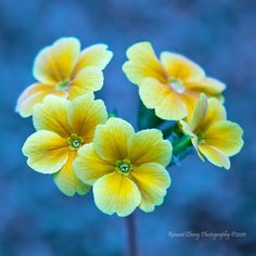 three yellow flowers with green stems in the foreground