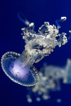 an underwater view of a jellyfish in blue water