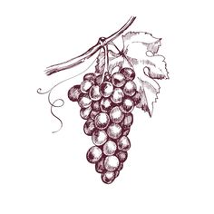 Wine Illustration Design, Outline Leaves, Grapes Art, Wine Glass Drawing, Black And White Clip Art