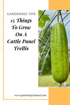 loofah gourd on trellis with text overlay gardening tips fifteen things to grow on a cattle panel trellis Cattle Panel Fence Garden, Gardens With Trellis, Growing Vegetables On A Trellis, Vegetables For Trellis, Raised Garden Beds With Cattle Panels, Zucchini Arch Trellis, What To Grow On A Trellis, Raised Garden Trellis Ideas