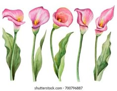 pink flowers with green leaves painted in watercolors on white background stock photo ©