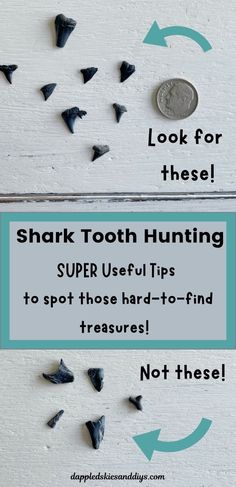 shark tooth hunting tips to spot those hard - to - find treasures not these ones