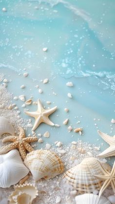 seashells and starfish on the beach with blue water