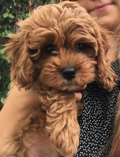 a woman holding a small brown dog in her arms and looking at the camera while wearing sunglasses