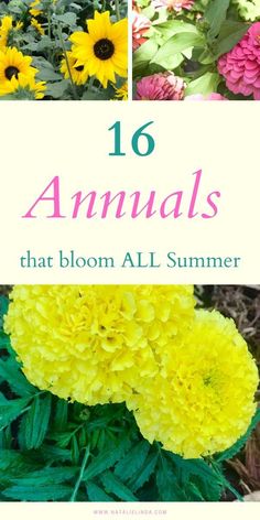 yellow and pink flowers with the words, 16 annuals that bloom all summer