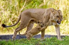 a mother lion and her cub walking in the grass