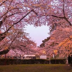 people are walking through the park under blooming cherry trees in full bloom at dusk