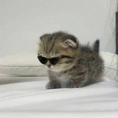 a small kitten wearing sunglasses on top of a bed