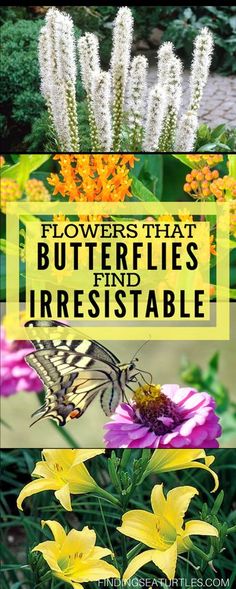 flowers that butterflies find and irresfiable with the words, flowers that butterflies find and irrestable