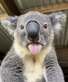 a close up of a koala with its tongue out and it's tongue hanging out