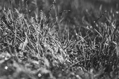 black and white photograph of grass with drops of water on the ground, closeup