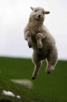 a sheep jumping in the air with its front legs up