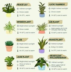 houseplants that are easy to grow and care for in the winter or fall