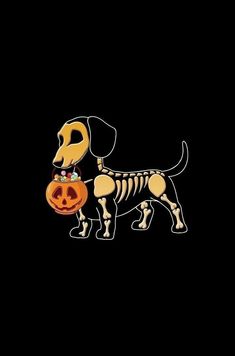 a dog with a pumpkin in its mouth on a black background is wearing a skeleton costume