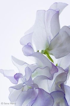 purple and white flowers are in a vase