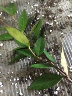 a plant that is growing out of the ground with dirt and sand on it's surface