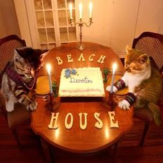 two cats sitting at a table with a birthday cake