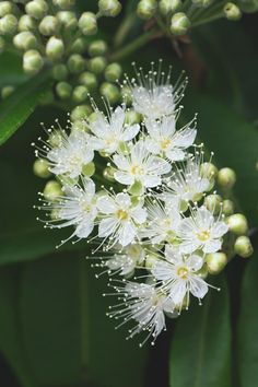 white flowers with green leaves in the background