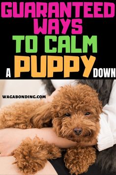 a person holding a brown dog with the words, how to get your furry puppy to sleep