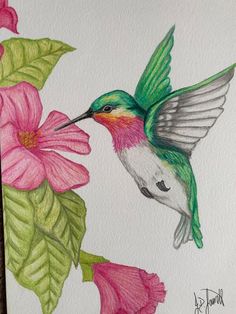 a drawing of a hummingbird feeding from a pink flower