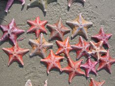 several starfishs laying on the sand and one is pink, orange and white