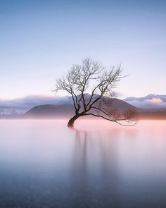 a lone tree stands alone in the middle of a body of water with mountains in the background