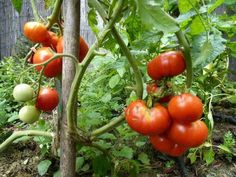 tomatoes growing on the vine in an urban garden