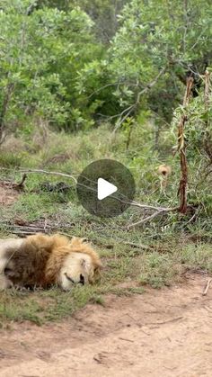 a lion laying down in the grass with trees and bushes behind it on a dirt road